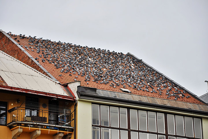 A2B Pest Control are able to install spikes to deter birds from roofs in Brockley. 