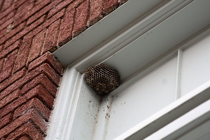We provide a wasp nest removal service for domestic and commercial properties in Brockley.